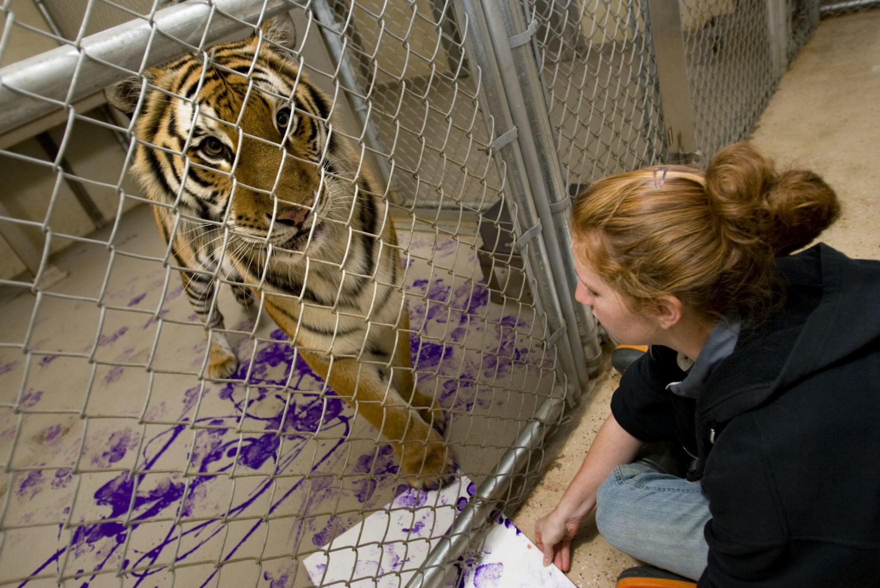 got_zoo_animals_paint_11130.6